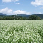 《鬼怪》蕎麥花海