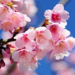 淡看風雨、笑傲紅塵