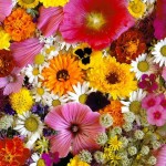 栽花